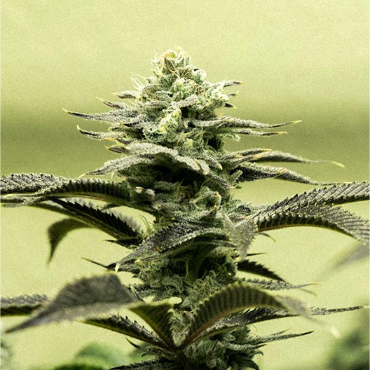 Cap Junky Feminized