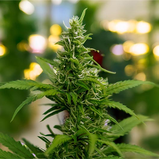 Dolato Feminized