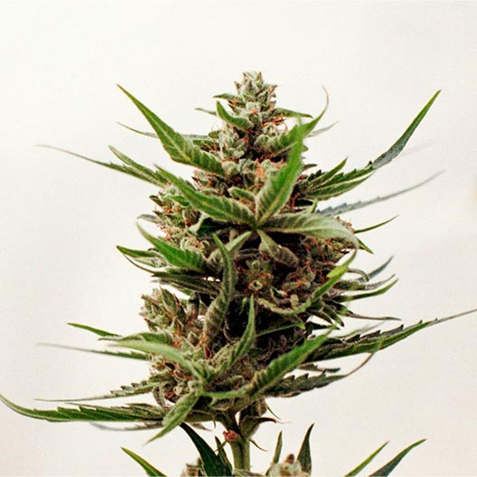 Glitter Bomb Feminized