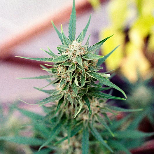 Guava Feminized