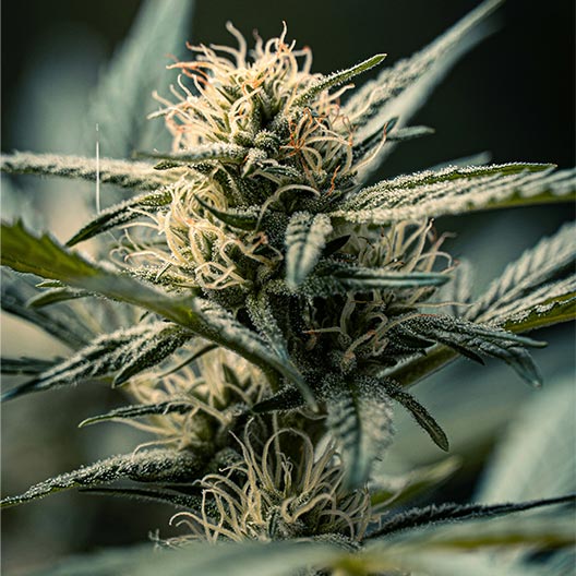 Gushers Feminized