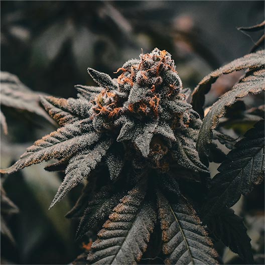 Kush Mints Feminized