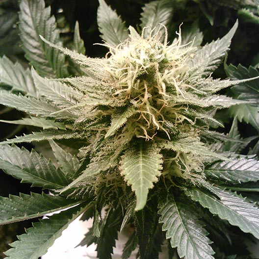 Lime Skunk Feminized
