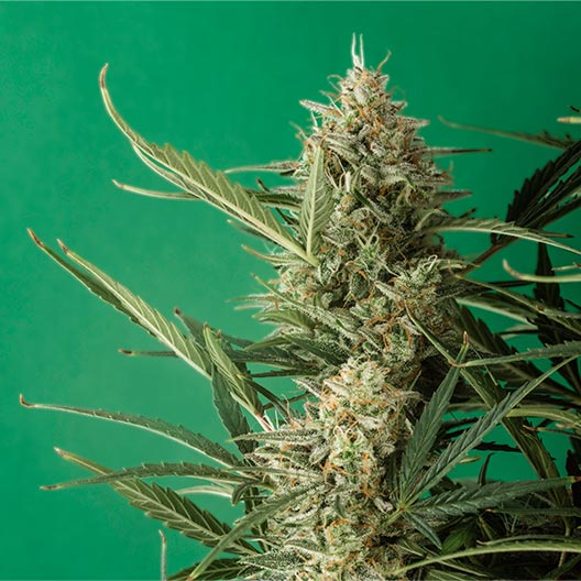 Lime Sorbet Feminized