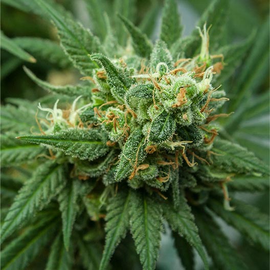 Mochi Feminized
