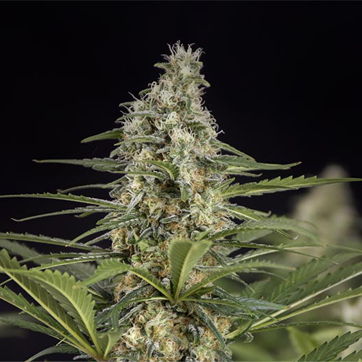 Pishin Black Feminized