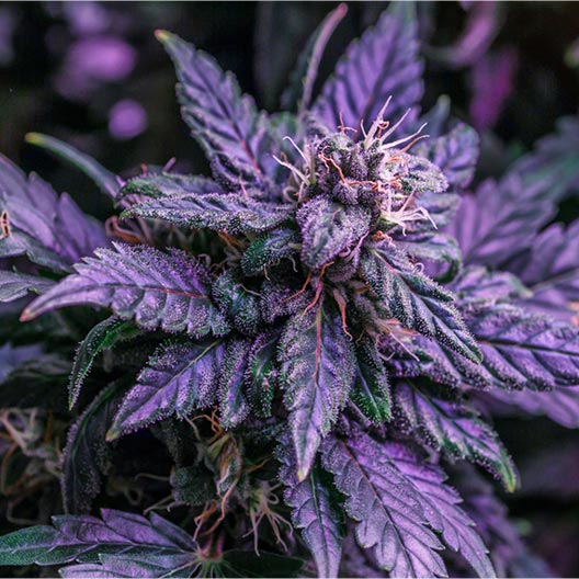 Purple Tangie Feminized
