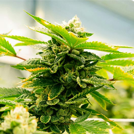 Red Dragon Feminized