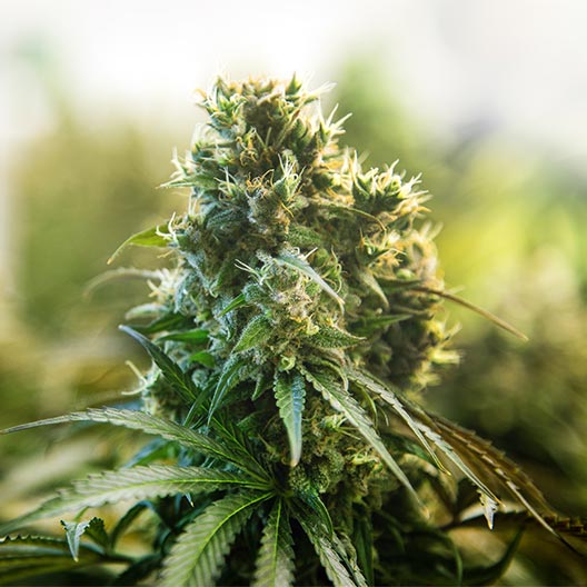 Red Runtz Feminized