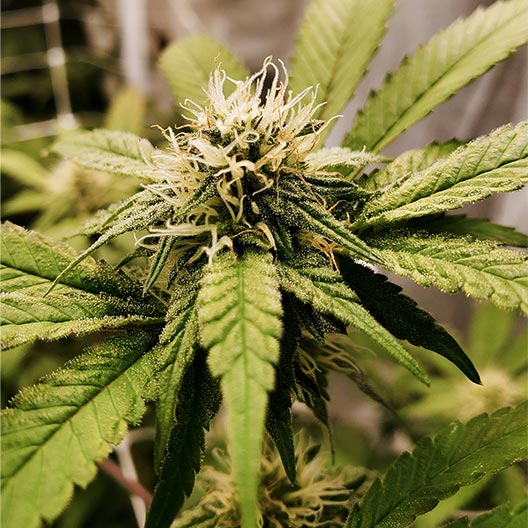 Watermelon Zkittlez Feminized