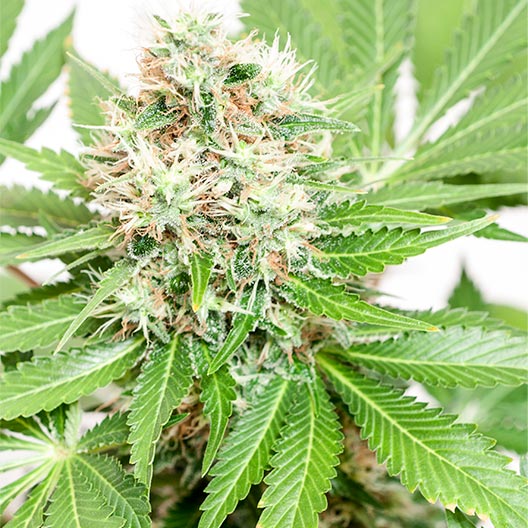 White Durban Feminized