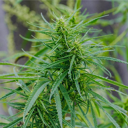 White Gushers Feminized