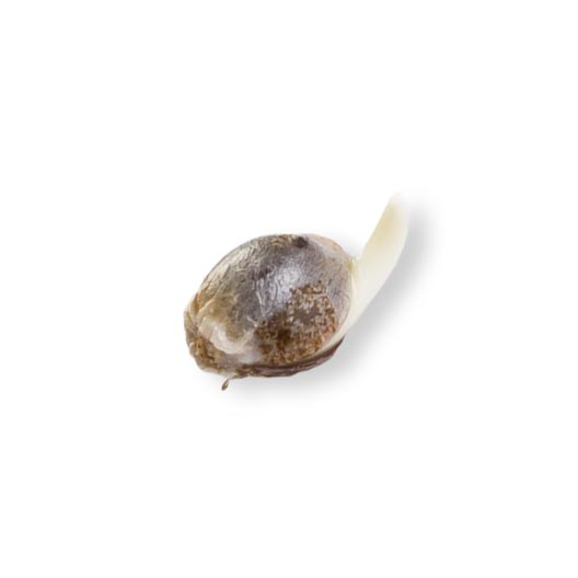 Kush Mints Feminized — gallery image 3