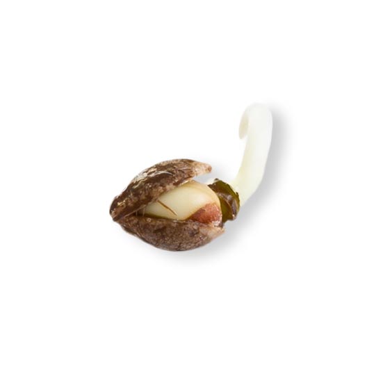 Mochi Feminized — gallery image 3
